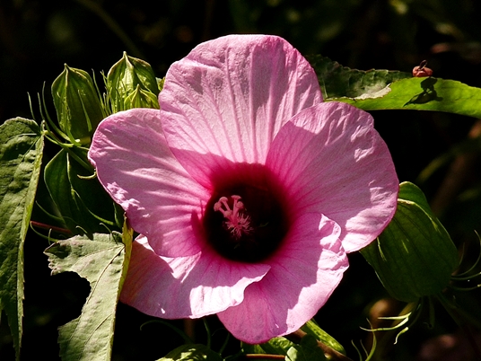 {Hibiscus laevis}